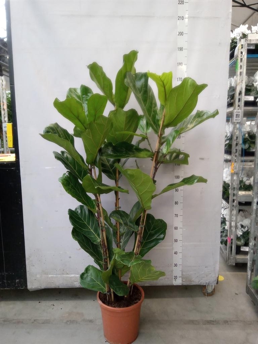 <h4>Ficus lyrata</h4>