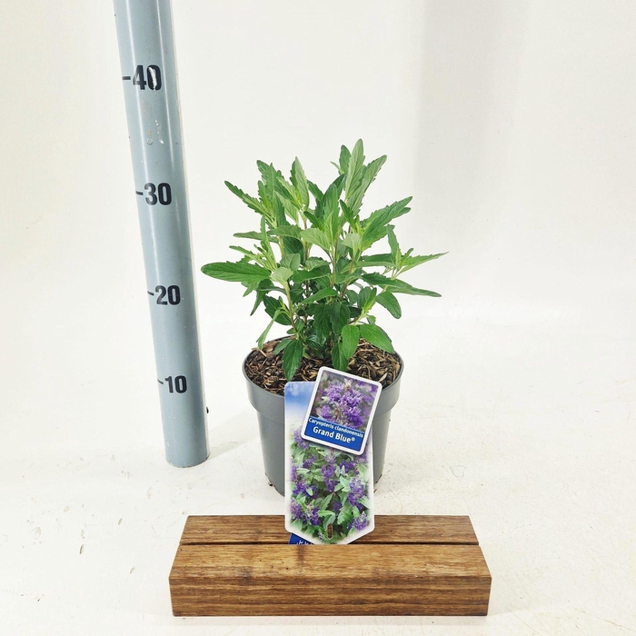 <h4>Caryopteris x clandonensis</h4>