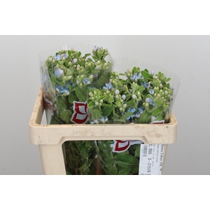 Oxypetalum Tweedia Blue