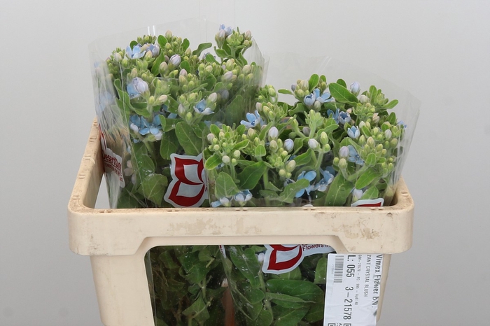 Oxypetalum Tweedia Blue