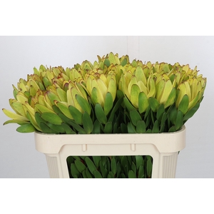 Leucadendron Goldstrike