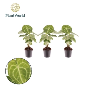 Anthurium Clarinervium 7cm