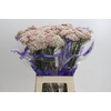 Ozothamnus Cooks Tall Pink