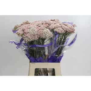 Ozothamnus Cooks Tall Pink