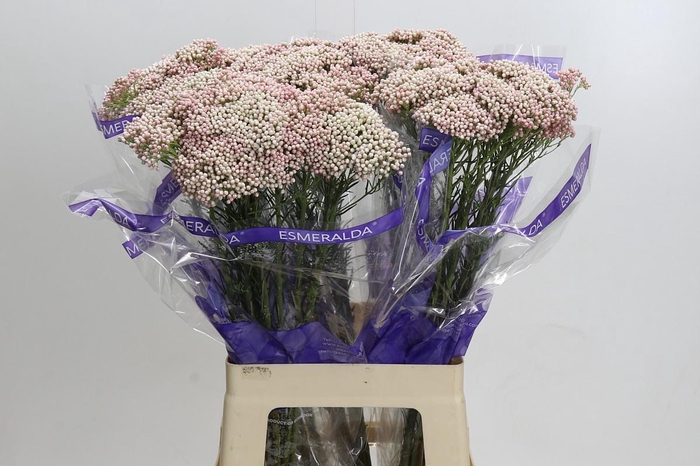 Ozothamnus Cooks Tall Pink