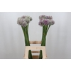 Allium Ampeloprasum