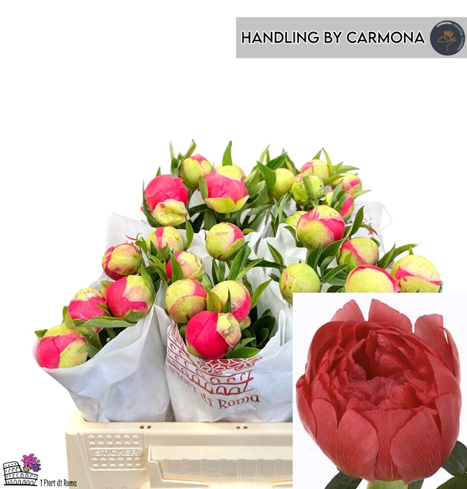 <h4>PAEO CORAL SUNSET</h4>