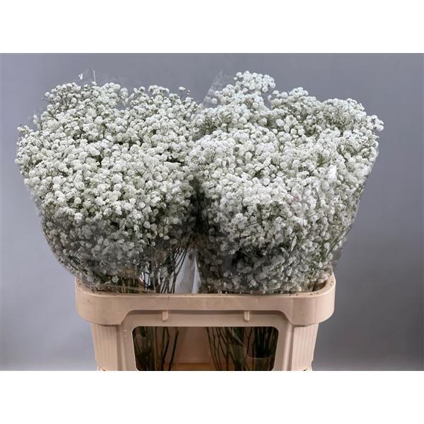 <h4>Gyps P Overtime 30 GR</h4>