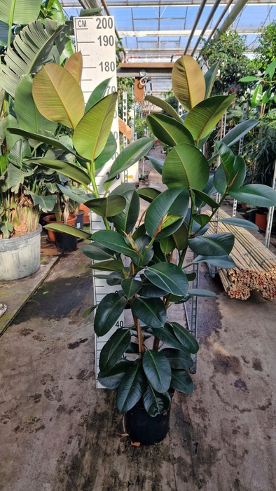 <h4>Ficus Elastica Robusta</h4>