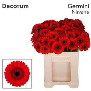 GE MI NIRVANA Emmer X80