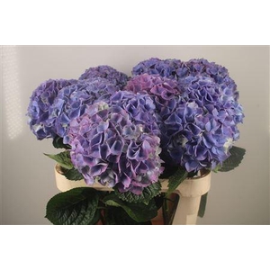 Hydr M My Beau Riviera