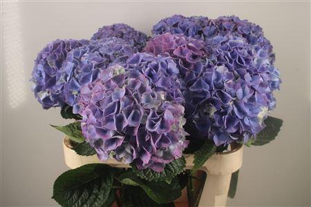 <h4>Hydr M My Beau Riviera</h4>