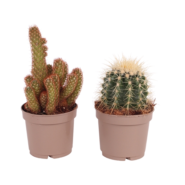 <h4>Cactus mix 3 Species Ø12cm</h4>