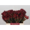 Leucadendron Blush Spray