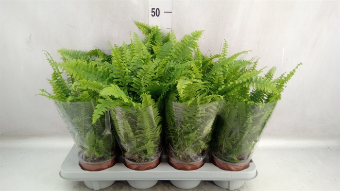 <h4>Nephrolepis exal. 'Green Lady'</h4>