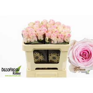 R Gr Duchesse
