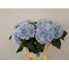 Hydrangea verena blue