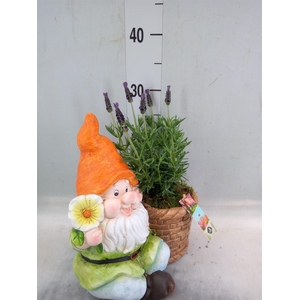 Arr.   Perkplanten L%