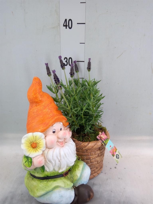 <h4>Arr.   Perkplanten L%</h4>