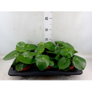 Peperomia polybotrya 'Raindrop'