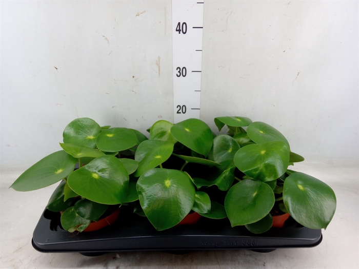 <h4>Peperomia polybotrya 'Raindrop'</h4>