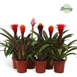 Guzmania Rockyflower