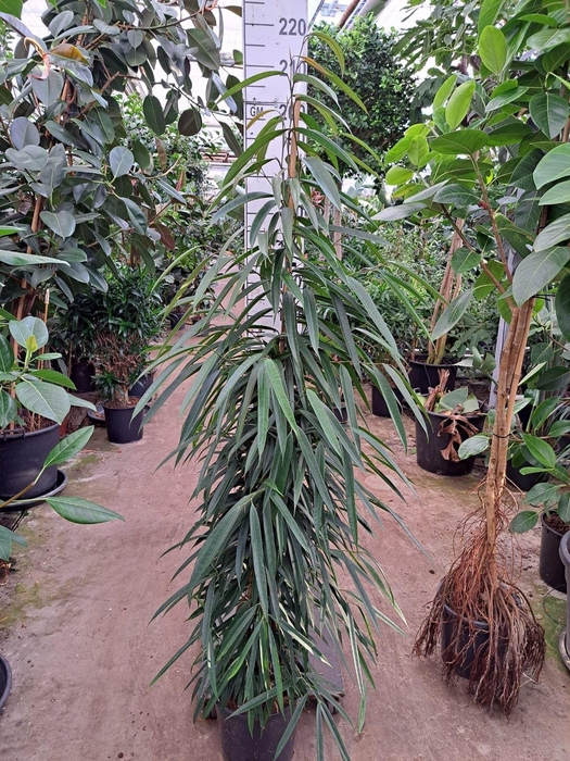 <h4>Ficus binn. 'Alii'</h4>