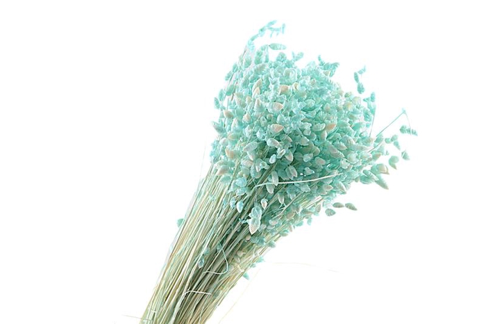 Briza Max Mint