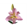 LIRIO SORBONNE 070 CM HA 3/5 FLS