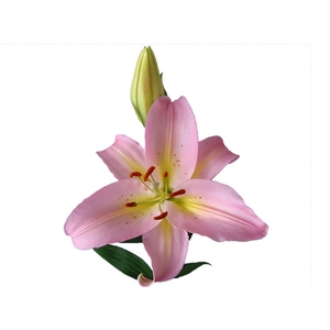 LIRIO SORBONNE 070 CM HA 3/5 FLS