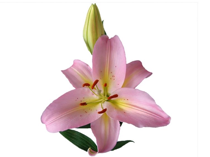 LIRIO SORBONNE 070 CM HA 3/5 FLS
