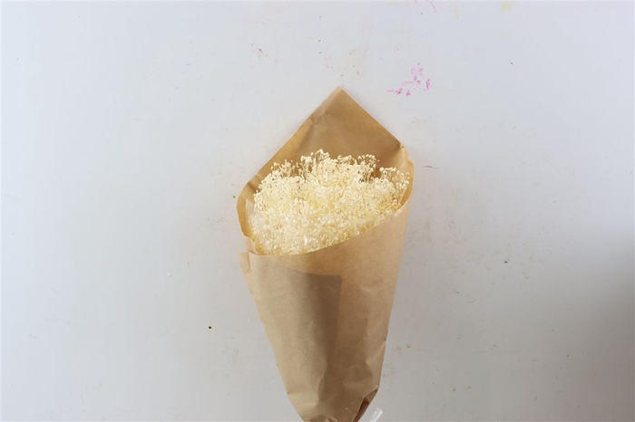 <h4>Pres Gyps Bq Bleached Bunch Slv</h4>
