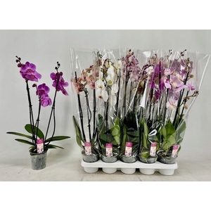 PHAL GEM