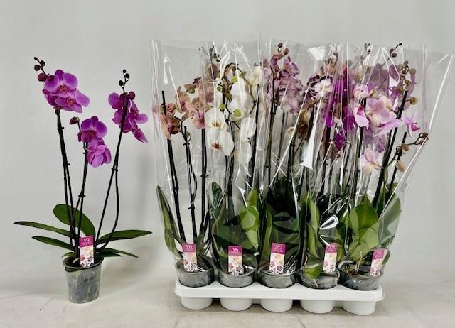 <h4>PHAL GEM</h4>