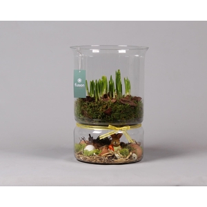 Green Bottle duopot XL met Narcis