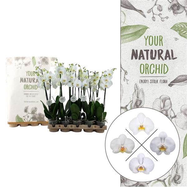 <h4>Your Natural Orchid | Eco White 65cm | Phalaenopsis 2 spike</h4>