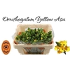 Ornithogalum Db Yellow Asa