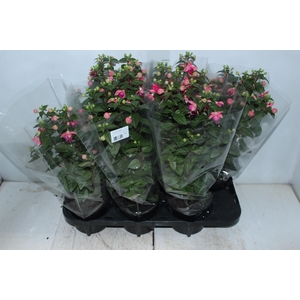 BRINCO DE PRINCESA P15