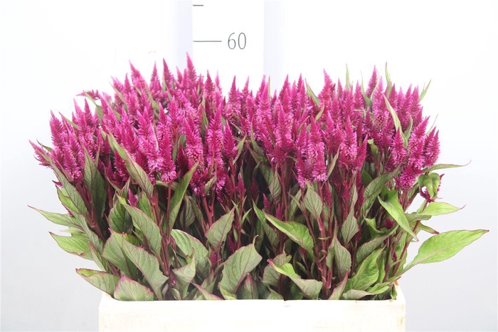 <h4>Cel A Celway Purple</h4>