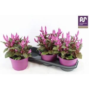 CEL WILD PINK