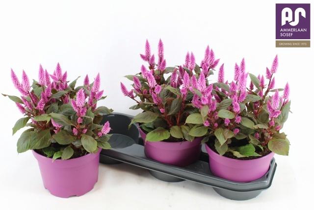 <h4>CEL WILD PINK</h4>