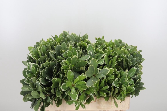 <h4>Pittosporum Ilan</h4>