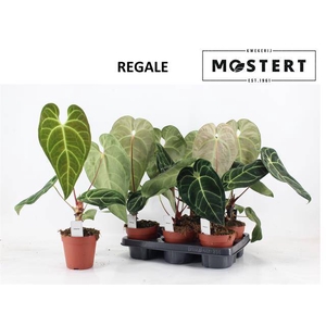 ANTHU REGALE P12