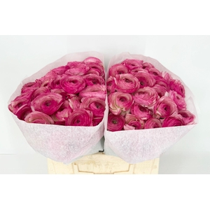 Ran Clooney Felicidade