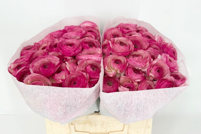 <h4>Ran Clooney Felicidade</h4>