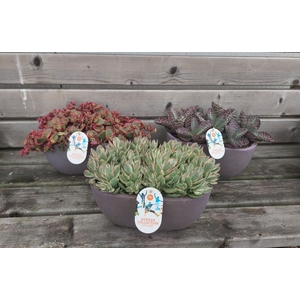 Succulents   ...