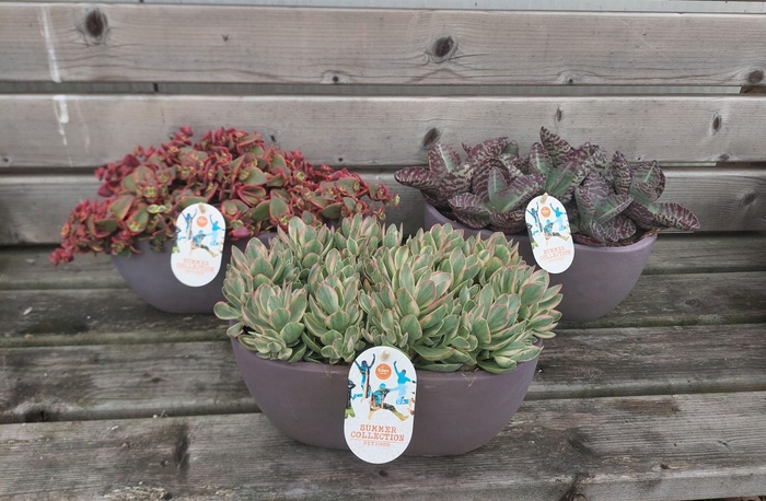 <h4>Succulents   ...</h4>