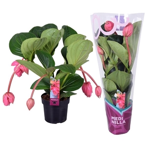 Medinilla Magnifica Flamenco 2 etage 5 knop in exclusieve hoes