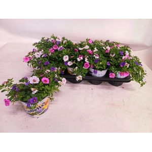 CALIB TRIOB P GEM PT