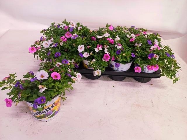 <h4>CALIB TRIOB P GEM PT</h4>